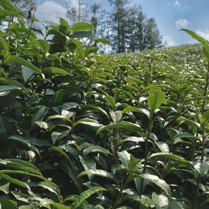 Bespoke Tea — Customize Your Signature Blend