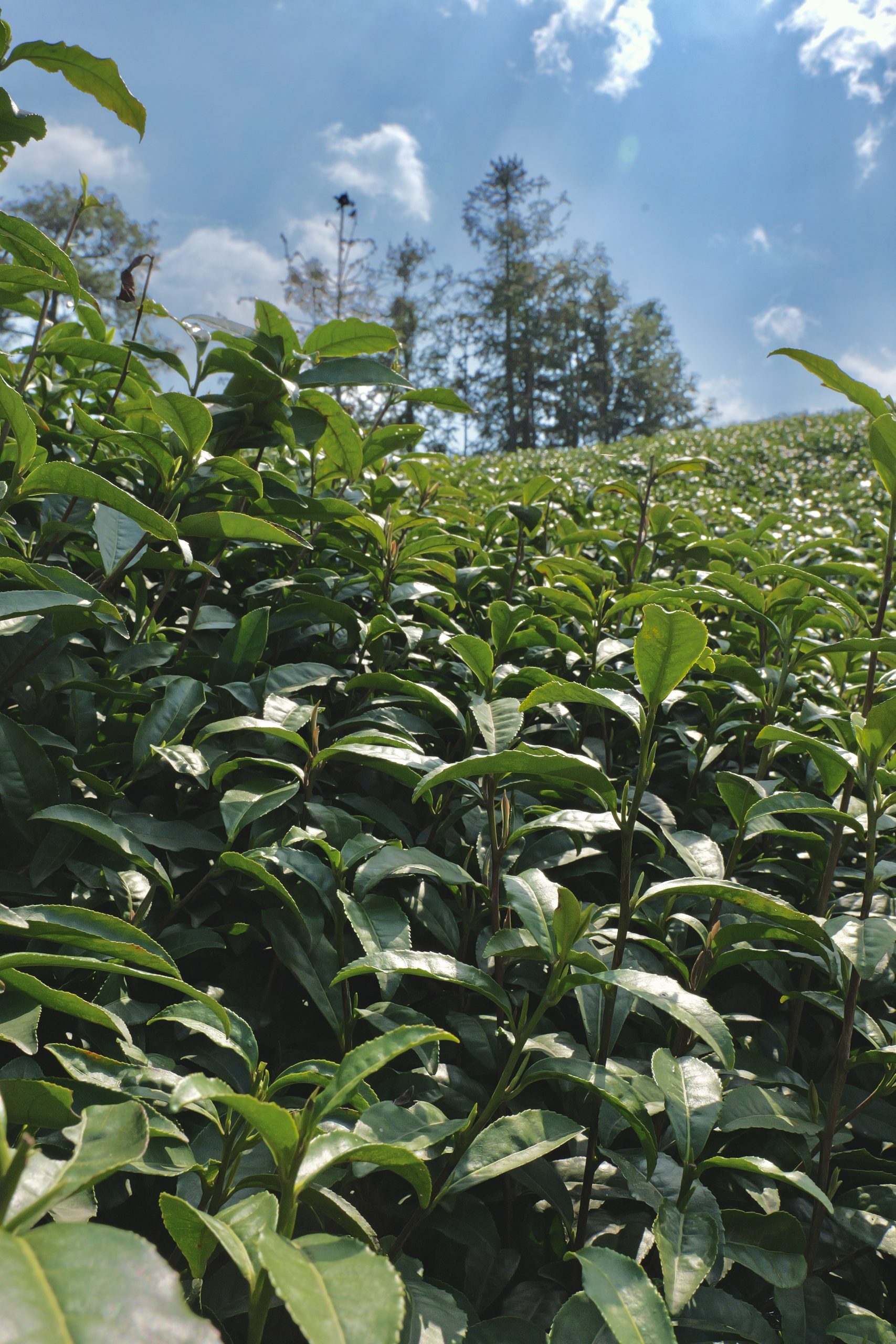 Bespoke Tea — Customize Your Signature Blend 茶叶素材2.1 Scaled