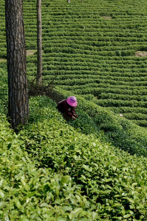 Bespoke Tea — Customize Your Signature Blend - Image 4