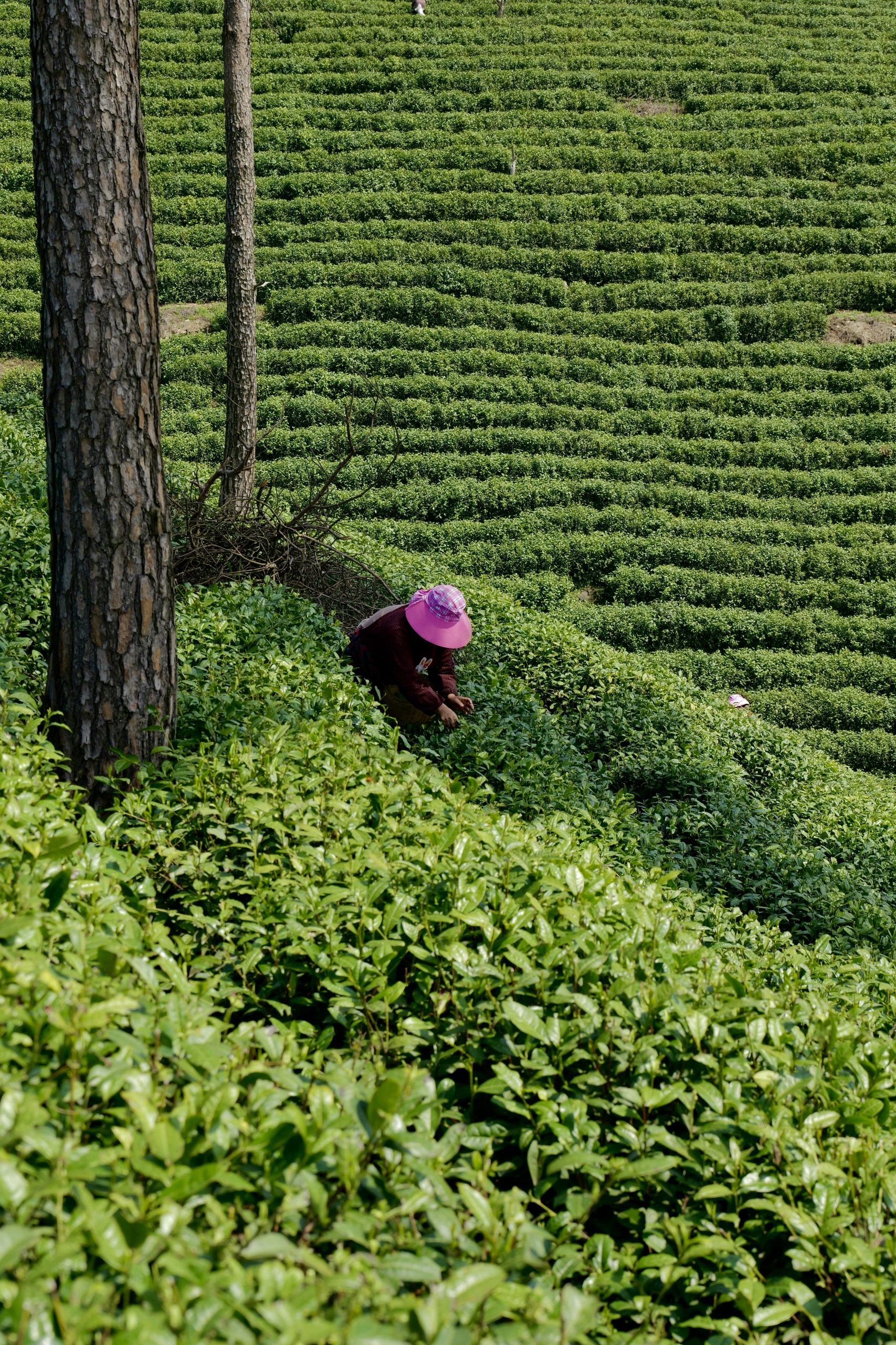 Bespoke Tea — Customize Your Signature Blend 茶叶素材3 Scaled
