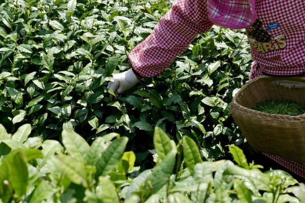 Bespoke Tea — Customize Your Signature Blend - Image 2